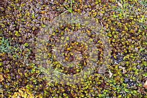 Water Lettuce at Thale Noi Waterbird Park, Phatthalung Thailand photo