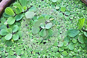 Water lettuce in a water jar