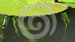 Water level CU view of lily pond with minnows in Asia