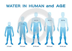 Water level  level,in the human body and age vector / infographic