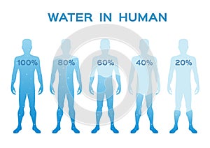 Water level  level,in the human body vector / infographic