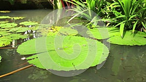 Water level medium view of lily pond with minnows in Asia