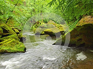 Water level under fresh green trees at mountain river. Fresh spring air in the evening