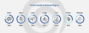 Water levels in human organs- water, human organs, water percentage, Vector EPS 10 photo