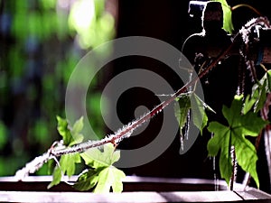 Water is Life. The moment of Water dripping flowing throug a ivy`s leave going into the old big earthen jars.