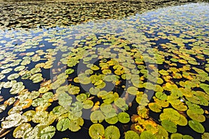 Water Lil-lies Leaves Wetland