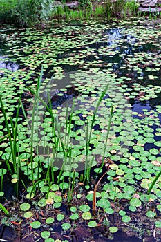 Water Liles in a Pond photo