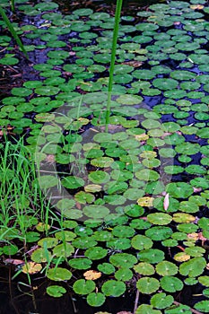 Water Liles in a Pond photo