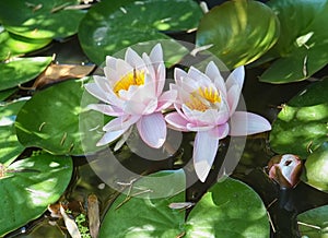 The water lilie flowers in a pond, Istanbul photo