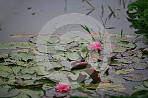 Water lilies