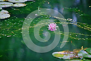 Water lilies