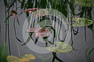 Water lilies