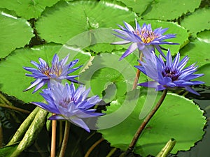 Water lilies