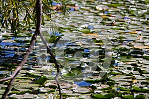 Water lilies