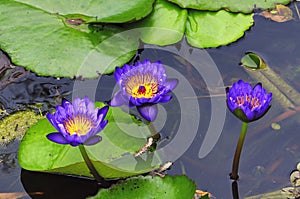 Water Lilies