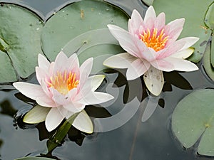 Water lilies