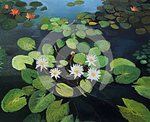 Water Lilies