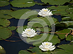 Water Lilies