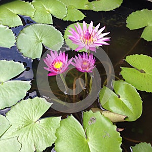 Water lilies