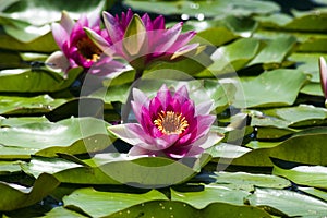 Water Lilies