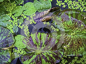 Water Lilies