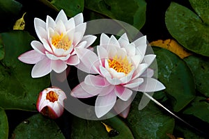 Water lilies
