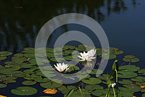 Water lilies