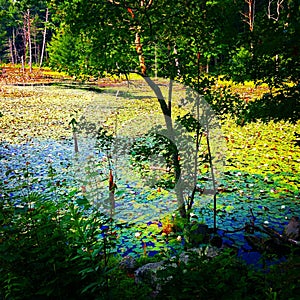 Water Lilies