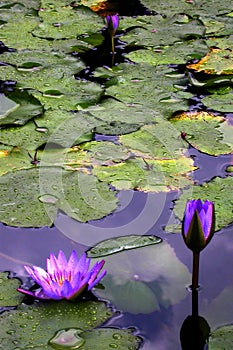 Water Lilies