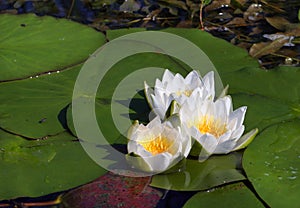 Water lilies