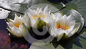 Water lilies