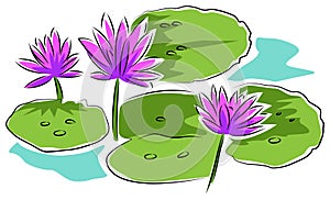 Water lilies