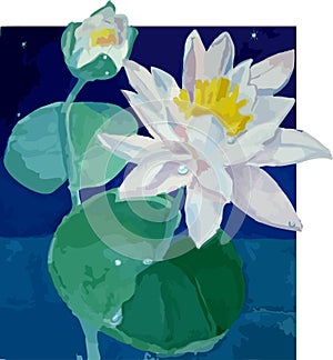 Water lilies
