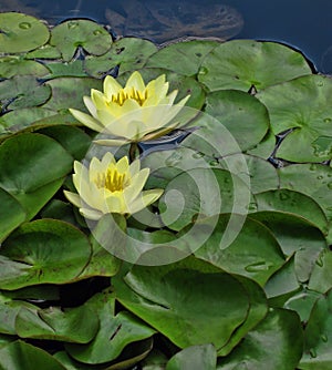 Water Lilies