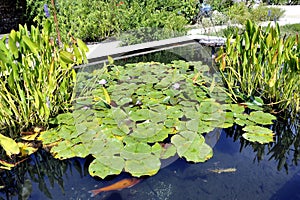 Water lilies in a basin of the Anduze bamboo plantation photo
