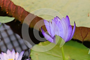 Water lilies in Bergianska trädgården in Stockholm