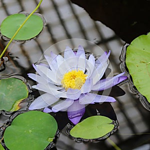 Water lilies in Bergianska trädgården in Stockholm