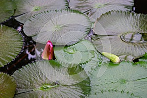 Water lilies in Bergianska trädgården in Stockholm
