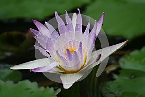 Water Lilies in Bloom 2022 IV