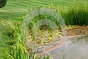 Water lilies bloom in a river with reeds, landscape of a pond.