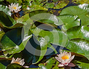 Water lilies blooming in a pond
