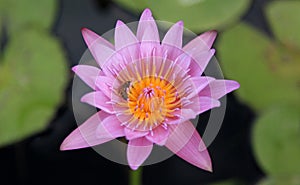 Water lilies at Bluebeards Resort in St Thomas