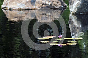 Water Lilies with Boulders in the Background