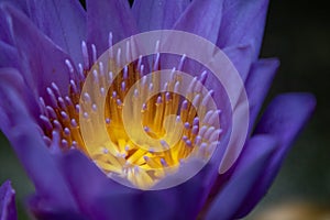 Water lilies- candock-Nymphaea L.