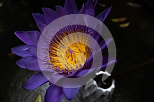 Water lilies- candock-Nymphaea L.