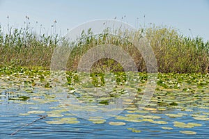 Water lilies in the Danube delta