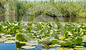 Water lilies in the Danube delta