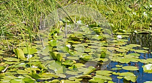 Water lilies in the Danube delta