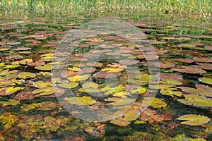 Water lilies filled the Lakes (Republic of the Congo) photo