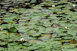 the water lilies float on the water